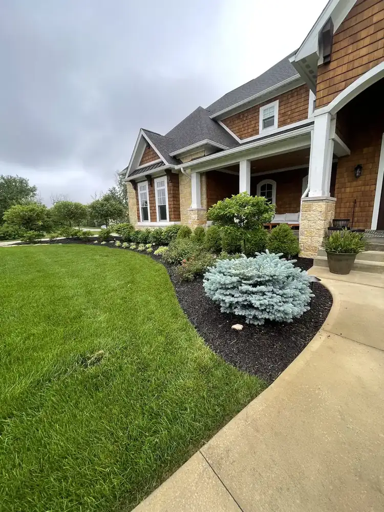 Curved landscape bed with blue spruce and fresh mulch along a front walk