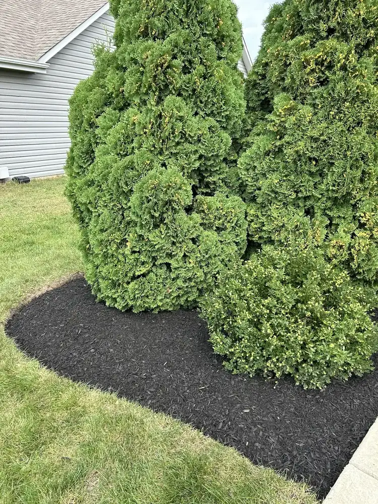Evergreen mulch bed