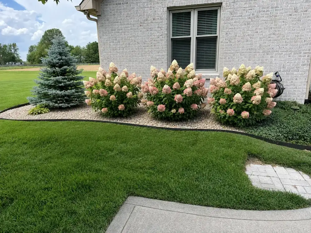 Hydrangea landscape bed refresh with dark mulch