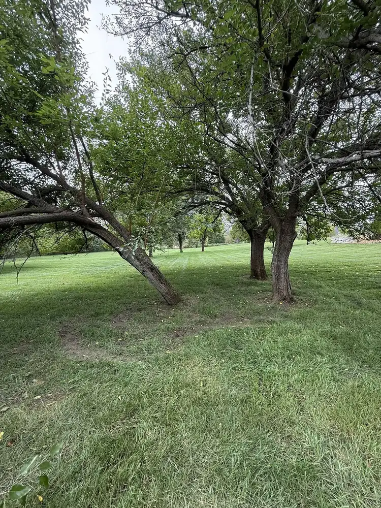 Mowed lawn under mature shade trees maintained by Js Design