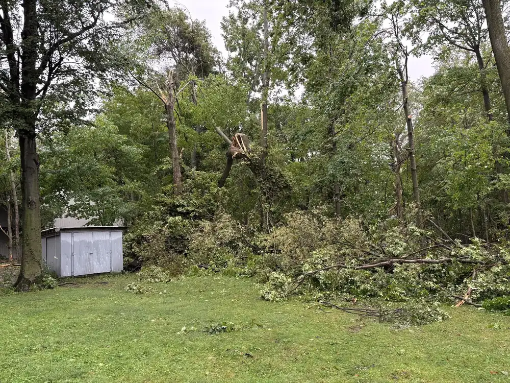 Storm damaged trees in a wooded yard