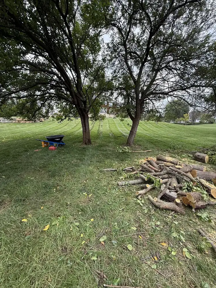 Tree removal cleanup in progress