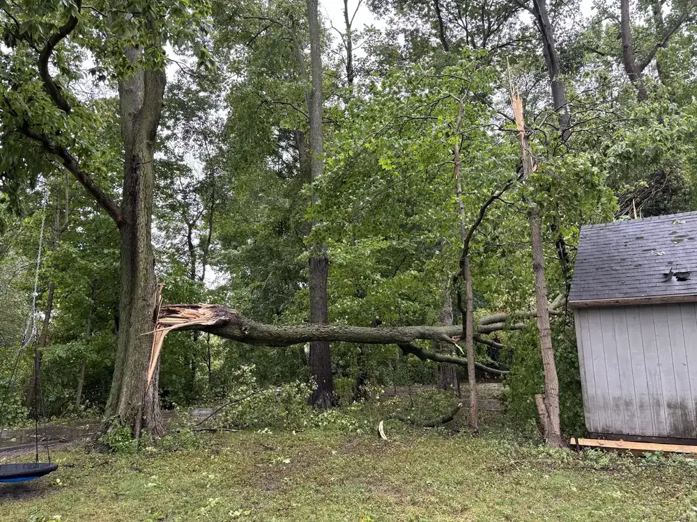 Storm damaged tree in a backyard before removal